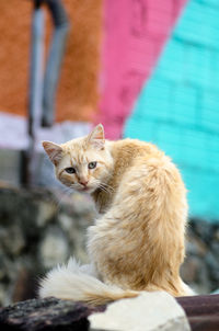 Close-up portrait of cat