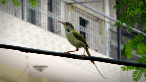 Close-up of bird perching on tree