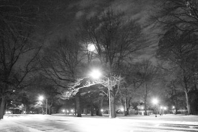 Illuminated trees in city at night during winter