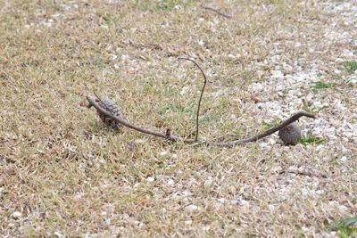 Close-up of a lizard on a field