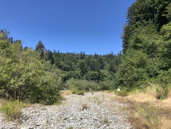 Trees growing on field against clear sky