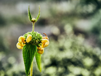 Close-up of yellow flowering plant