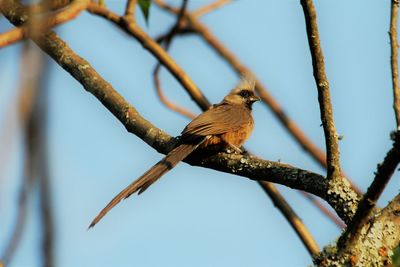 Low angle view of bird perching on branch on a sunny day