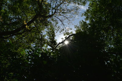 Sun shining through trees