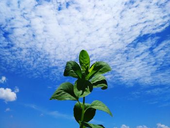 Low angle view of green leaves against blue sky