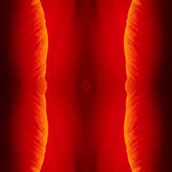 Full frame shot of red rose flower