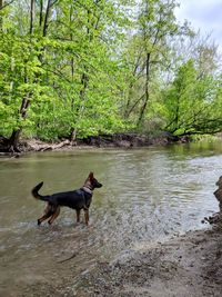 Dog running in a water