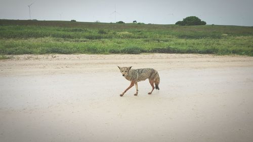 Coyote on dirt road against sky