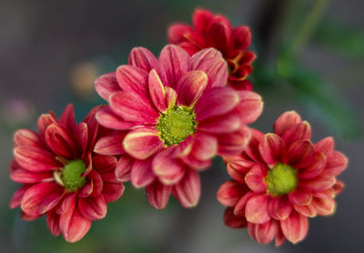 Close-up of pink flowers blooming outdoors