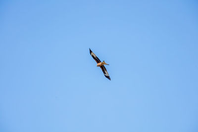 Low angle view of bird flying against clear blue sky