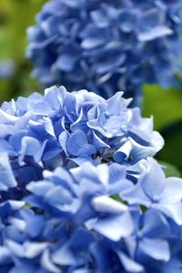 Close-up of purple flowers blooming outdoors