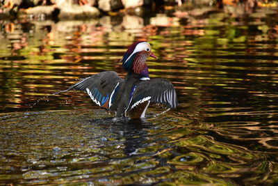 Bird flying over lake