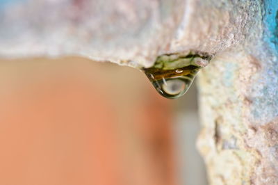 Close-up of water drop on rock