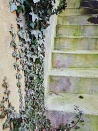 Close-up of ivy growing on tree trunk