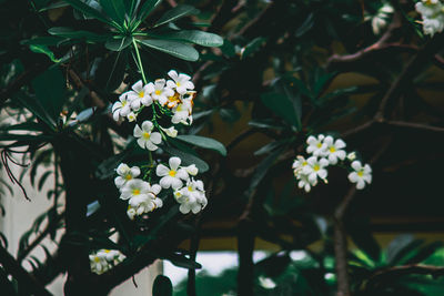 Close-up of white flowers and leaves