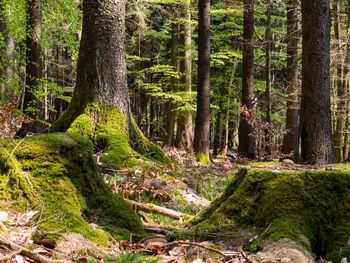 Trees growing in forest