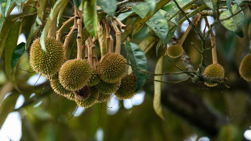 Close-up of fruit growing on tree
