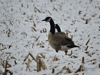 Ducks on snow during winter