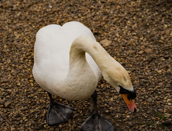 High angle view of white duck