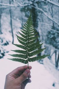 Close-up of hand holding leaf during winter