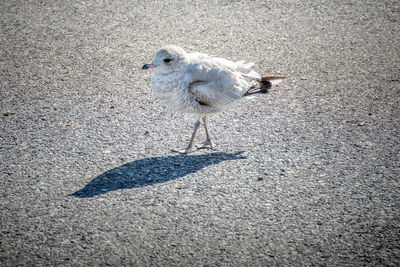 Seagull perching on wall