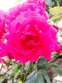 Close-up of pink roses blooming outdoors