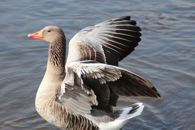 Side view of goose flapping wings in lake