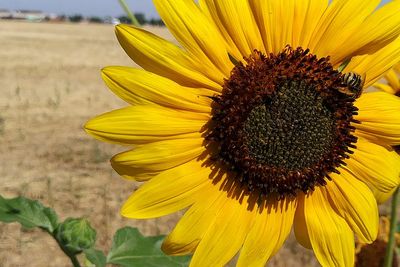 Close-up of sunflower blooming outdoors