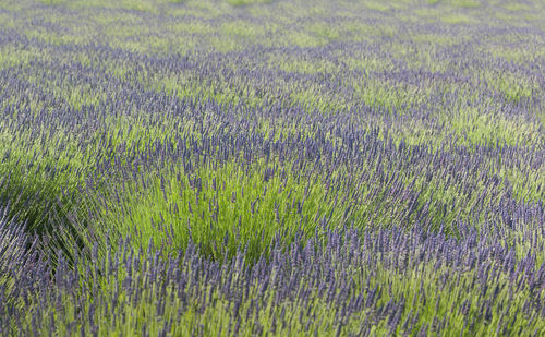 Full frame shot of lavender growing on field