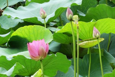 Close-up of pink lotus water lily on leaves