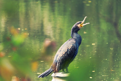 Bird perching on a lake