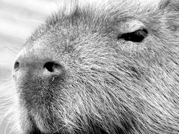 Close-up portrait of a capybara