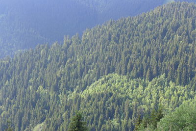 High angle view of pine trees in forest