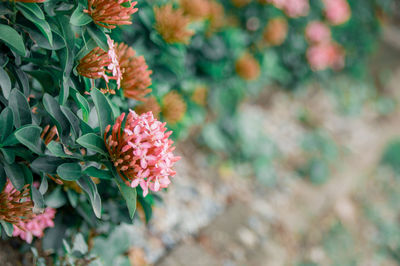 Close-up of flowering plant