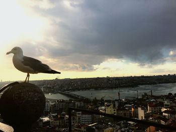 Seagull perching on a city