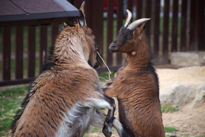 Two goats playing