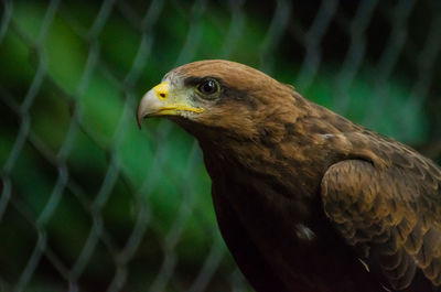 Close-up of eagle