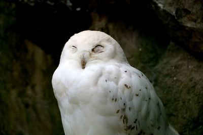 Close-up portrait of white owl