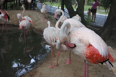 View of birds drinking water