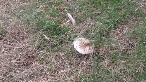 High angle view of bird on field