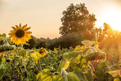 View of sunflower on field against sky during sunset