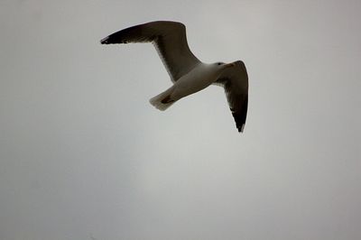 Low angle view of bird flying in sky