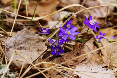 Close-up of purple crocus flowers on field