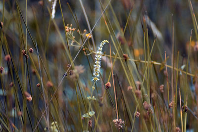 Close-up of flowering plants on field