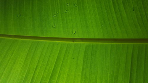 Full frame shot of green leaf