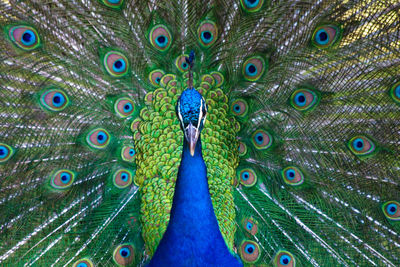 Full frame shot of peacock