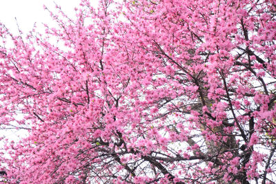 Low angle view of cherry blossoms