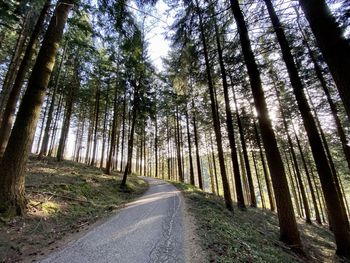 Empty road amidst trees in forest