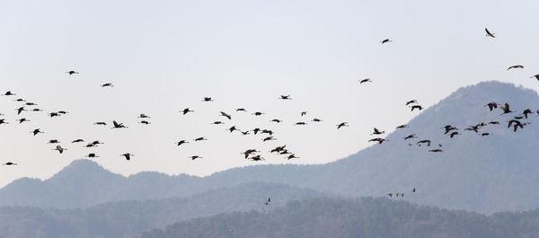 Flock of birds flying in the sky