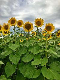 Close-up of yellow flowering plants on field against sky